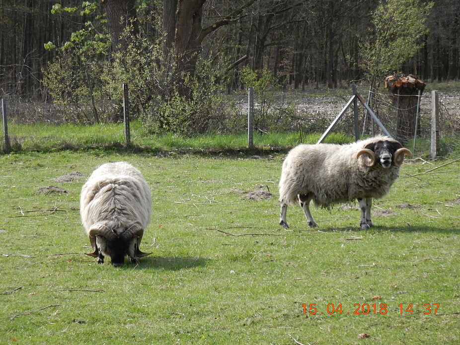 Landidylle im Bauernland - Skudden-Schafe Landidylle im Kreis Gütersloh - Skudden-Schafe