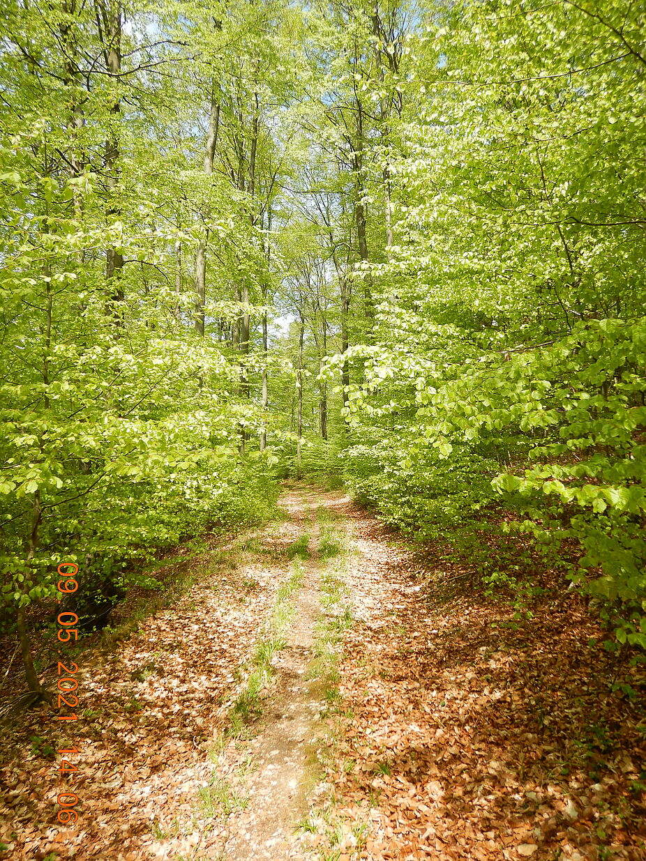 Buchenwald im Frühling - versteckte Wege am Pyrmonter Berg Buchenwald im Frühling - versteckte Wege am Pyrmonter Berg