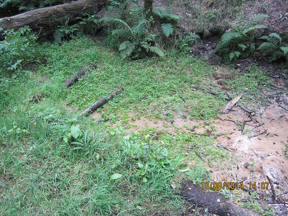 Augustdorf - 1. Tour - Emsquelle Schichtsand-Quelle Ems im NSG Moosheide