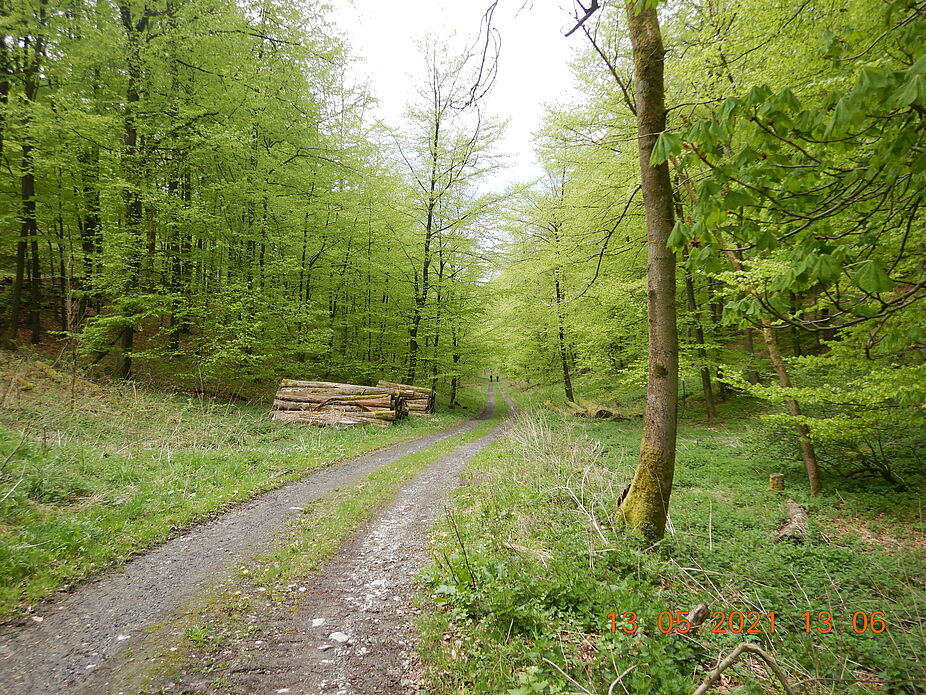 Schlangen - Teutoburger Wald im Vorteltal mit Buchenwald Schlangen - Teutoburger Wald im Vorteltal mit Buchenwald