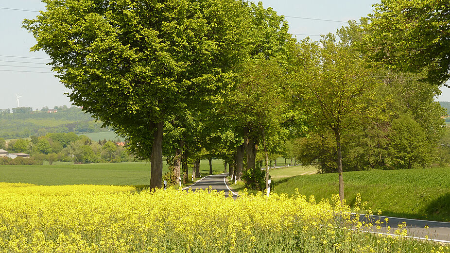 Lippische Alleenstraße Radgenuß zu jeder Jahreszeit Lippische Alleenstraße Radgenuß zu jeder Jahreszeit