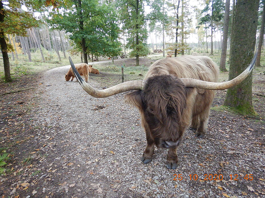 Oerlinghausen - Waldrinder in der Senne Naturschutzgroßprojekt Oerlinghausen - Waldrinder im Naturschutzgroßprojekt Senne