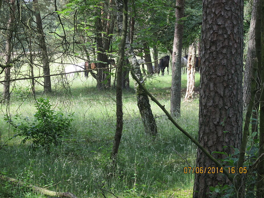 Augustdorf 1. Tour Emsquelle - die Senner Pferde Direkt neben der Emsquelle - die Wildkoppel der Senner Pferde - Naturschutz- und Artenprojekt
