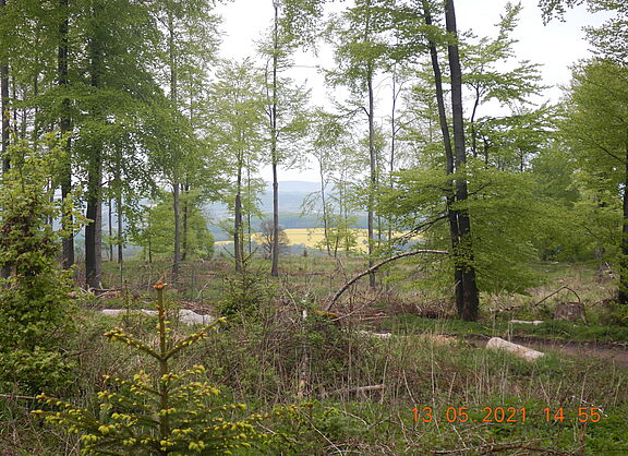 Teutoburger Wald - Neue Aussichten vom Langenberg in Zeiten des Klimawandels
