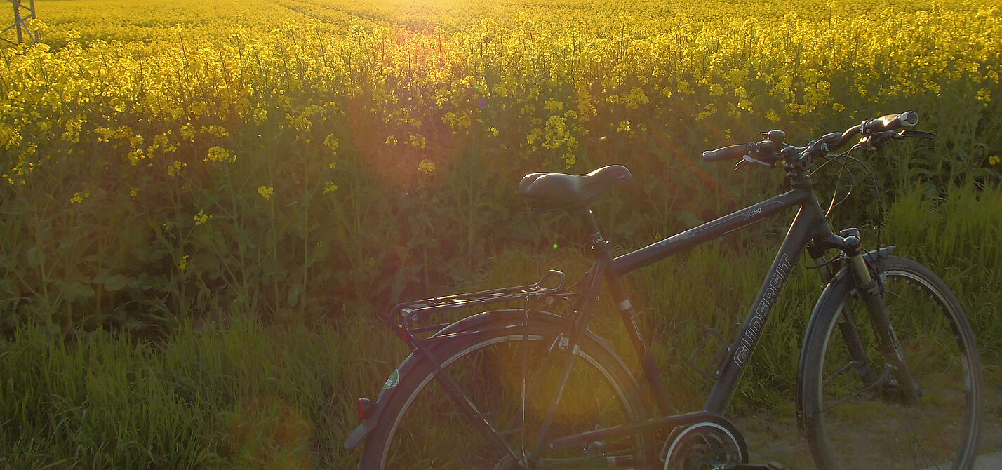 Ein Rapsfeld in der Abendstimmung