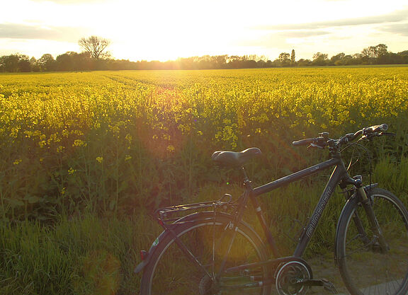 Ein Rapsfeld in der Abendstimmung Ein Rapsfeld in der Abendstimmung